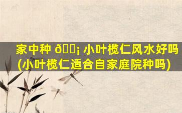 家中种 🐡 小叶榄仁风水好吗(小叶榄仁适合自家庭院种吗)